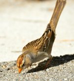 ROY_4663.JPG