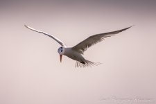 DSC_9418.jpg