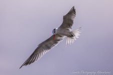 DSC_9424.jpg