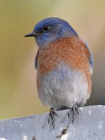Bluebird2.jpg