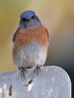 Bluebird.jpg