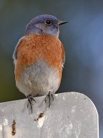 Bluebird3.jpg
