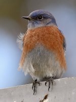 Bluebird5.jpg