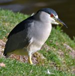BlackHeron3.jpg