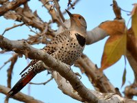 Flicker5.jpg