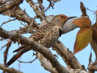 Flicker6.jpg
