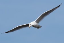 GullFlight-111.jpg