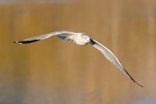 GullFlight-112.jpg