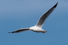 GullFlight-110.jpg