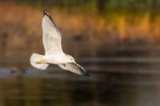 GullFlight-113.jpg