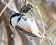 Chickadee-170.jpg
