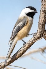 Chickadee-171.jpg