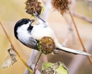 Chickadee-172.jpg