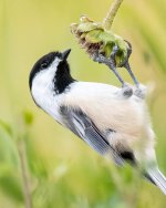 Chickadee-173.jpg