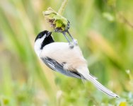 Chickadee-174.jpg