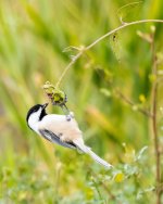 Chickadee-175.jpg