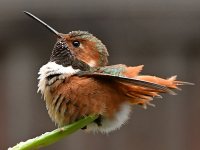 Hummer13.jpg