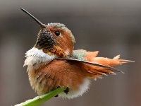 Hummer11.jpg