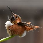 Hummer22.jpg
