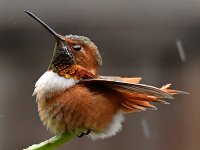 Hummer17.jpg