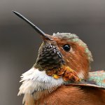 Hummer12.jpg