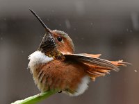 Hummer20.jpg
