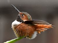 Hummer19.jpg