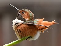 Hummer6.jpg