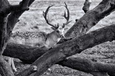 DSC_5591B&W.jpg