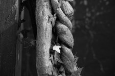 climbing a Wisteria.jpg