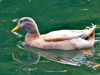 Duck.jpg