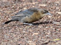 Grackle2.jpg