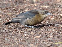 Grackle3.jpg