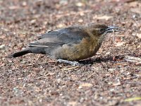 Grackle4.jpg