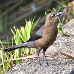 Grackle7.jpg