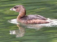 Grebe.jpg