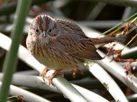 Sparrow.jpg