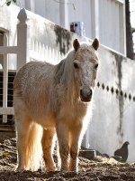 Pony.jpg