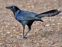 Grackle6.jpg