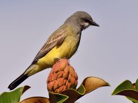 Kingbird3.jpg