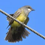 Kingbird2.jpg