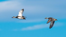 GadwallFlight-100.jpg