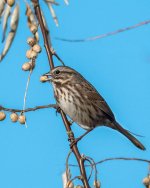 SongSparrow-100.jpg