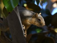 Squirrel.jpg