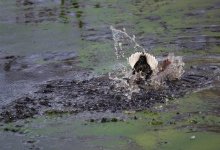 DivingDuck.jpg