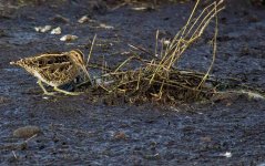 Snipe.jpg
