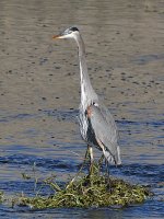 BlueHeron.jpg