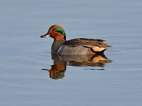 GreenWingTeal.jpg