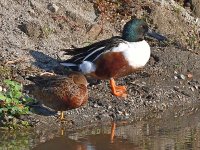 NorthernShoveler3.jpg