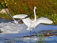 Gull3.jpg